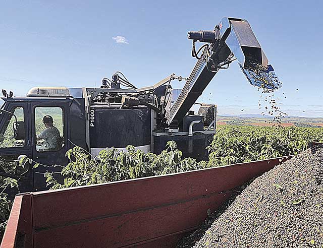 Faturamento bruto do agronegócio mineiro pode cair 0,37% em 2021