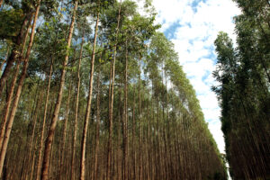 floresta de eucalipto
