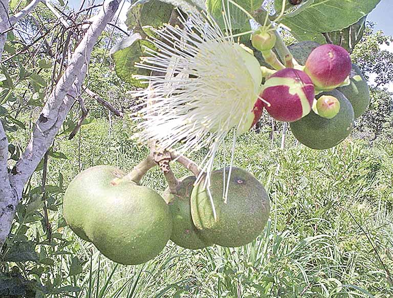 Biomas Tropicais busca obter apoio estrangeiro