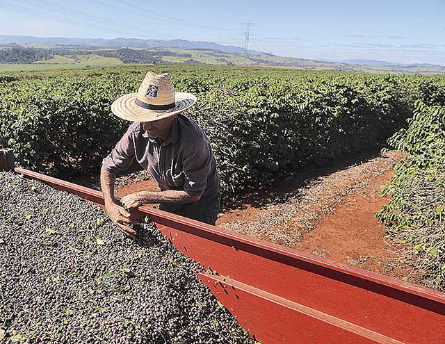 Colheita de café enfrenta atraso por falta de mão de obra