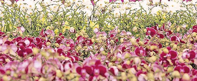 Vendas de flores devem crescer até 17% no Dia das Mães