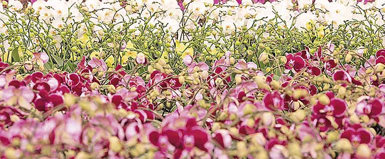 As orquídeas (foto), rosas, tulipas e Kalanchoe estão entre as flores preferidas no País para presentear no Dia das Mães | Crédito: Rafael L G Motta