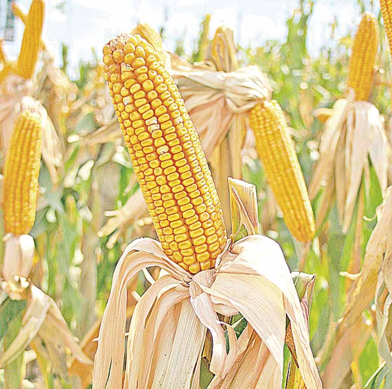 Mapa pode lançar estímulo a cultivo de milho