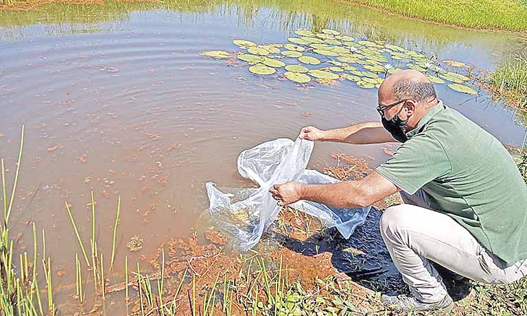 Empresa realizou, em abril, a soltura de 15 mil juvenis das espécies curimatã-pacu e matrinxã em trecho do rio Paraopeba em Esmeraldas | Crédito: Divulgação/Codevasf