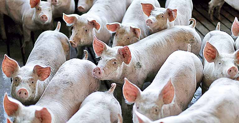 Trânsito para abate de suínos cresce 8% em Minas