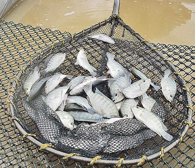 Exportações de peixes do Brasil crescem 78% em 2021 e atingem US$ 20,7 milhões
