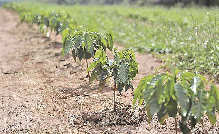Certificado de Cadastro de Imóvel Rural já está disponível para emissão