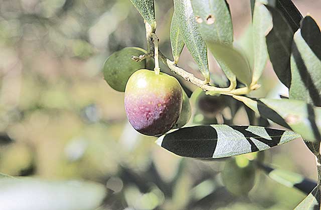 A área plantada de oliveiras registra expansão de 20% por ano em Minas Gerais | Crédito: Erasmo Reis - EPAMIG