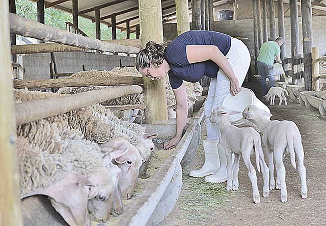 Os recursos para agricultura familiar subiram 19% e chegam a R$ 39,34 bilhões | Crédito: Carlos Alberto / Imprensa – MG 
Local:   Rua José Beirigo Araújo, 190 – Silvio Dias – Itapecirica - MG
Data:28-10-2016
Assunto:Valoriza agricultura familiar. Agricultura familiar -  cidade de Itapecerica MG. Agricultora familiar  Lara