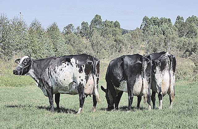 Pecuaristas de leite de Patrocínio buscam melhoria genética