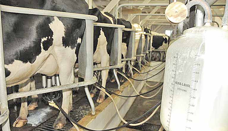 Inovação na cadeia do leite é destaque em MG