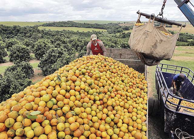 Quebra de safra da laranja deve pressionar estoques de suco