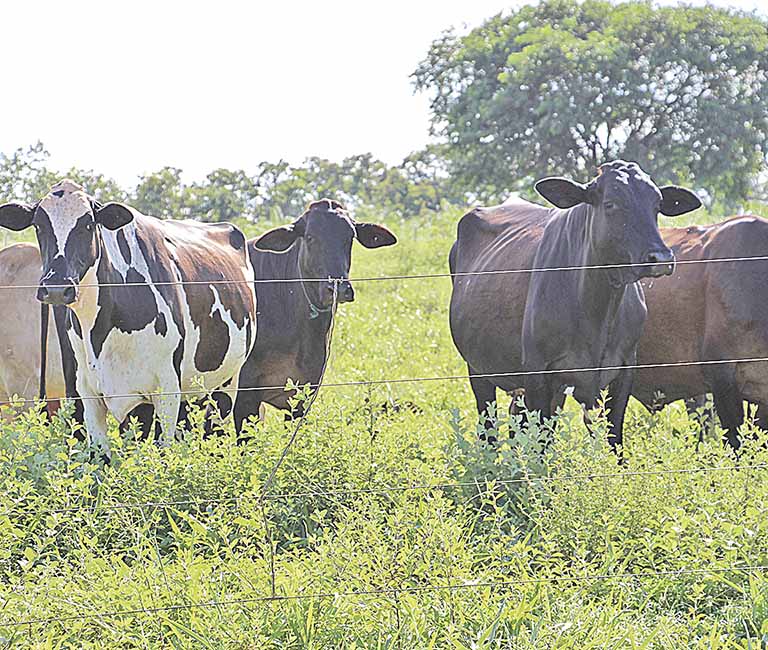 Senar oferta minicursos voltados para capacitação na área de pastagens