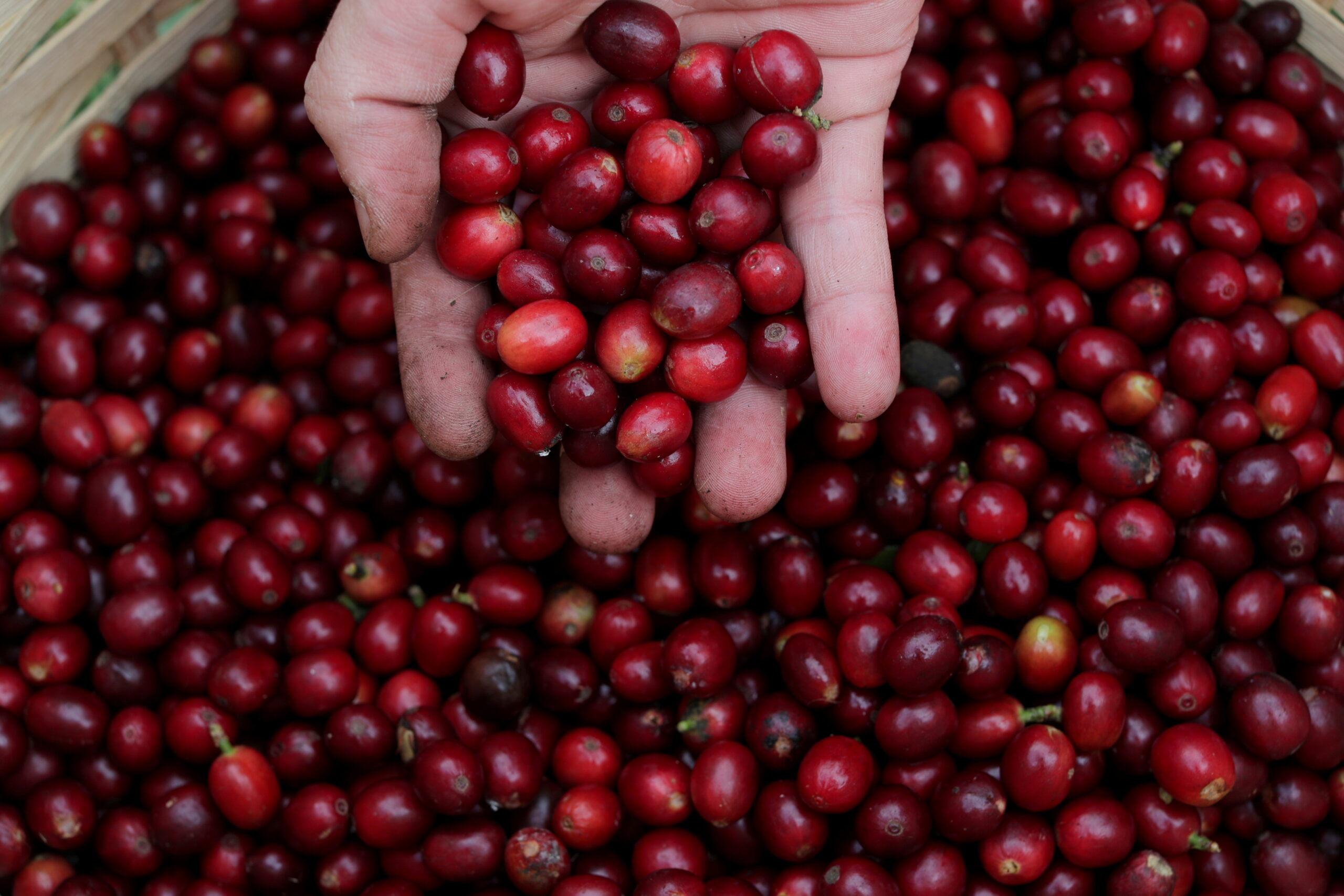 Brasil estima que danos por geadas atinjam até 11% da área de café arábica