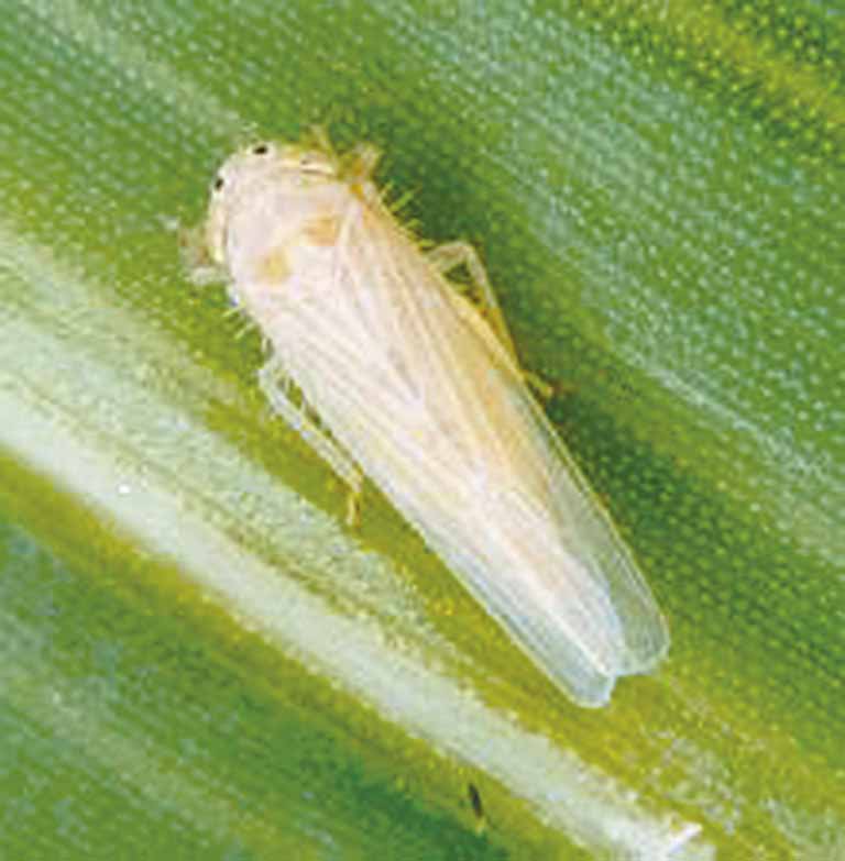 Cientistas criam bioinseticida contra praga