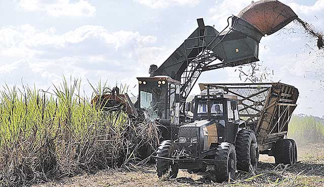 Seca e geadas prejudicam a colheita de cana em Minas