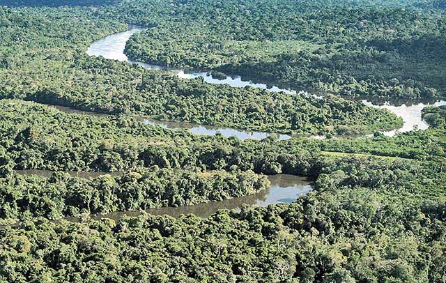 Proteger as florestas para salvar vidas