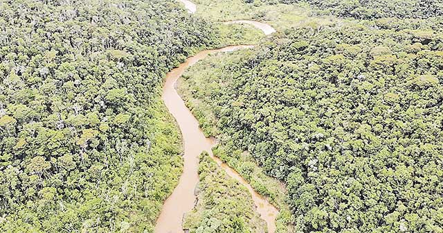 As áreas atingidas pela lama receberam cerca de 300 mil mudas de 96 espécies nativas em reparação de 550 hectares de florestas | Crédito: Fundação Renova