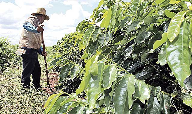 Geadas voltam a preocupar agricultores