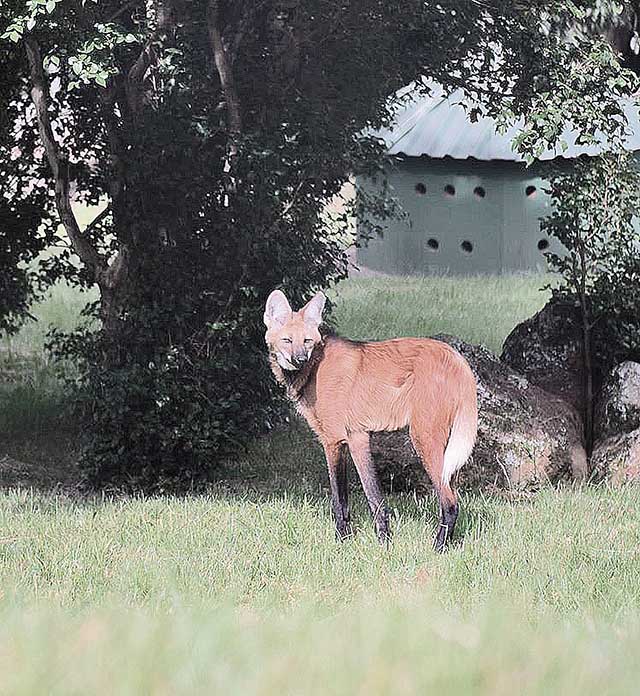 Fêmea de lobo-guará fará parte do projeto de proteção da CBMM