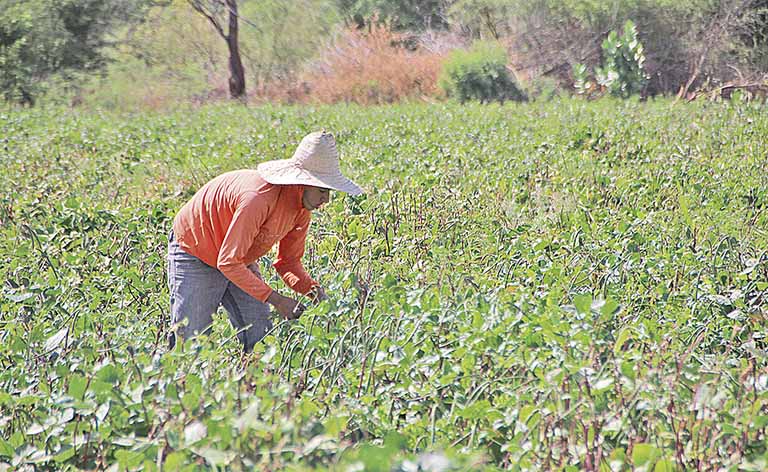 Com os cuidados, é possível ativar a biota e os microrganismos do solo; prática pode ser aplicada em diversos cultivos, como o de feijão | Crédito: Divulgação/Codevasf