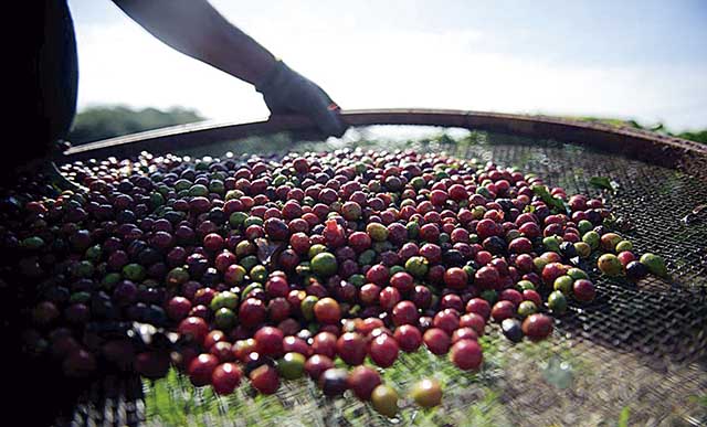 Exportações do Agro mineiro atingem quase US$ 6 bi até julho
