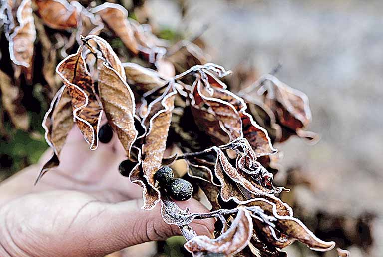 Produtores de café em Minas tiveram grandes prejuízos com geadas ocorridas no último mês | Crédito: Roosevelt Cassio/Reuters