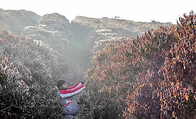 Massa de ar frio pode favorecer ocorrência de geadas no Sudeste