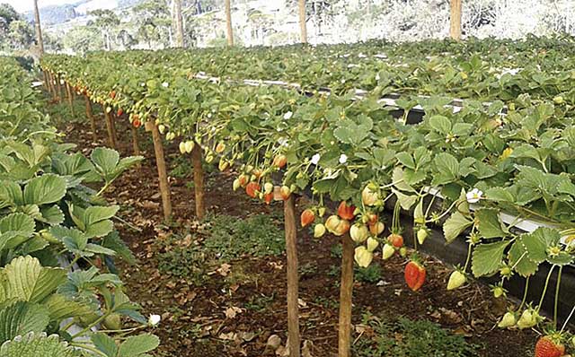 Foram afetadas no Estado em julho produções de frutas, pastagens, grãos, hortaliças e flores | Crédito: Divulgação