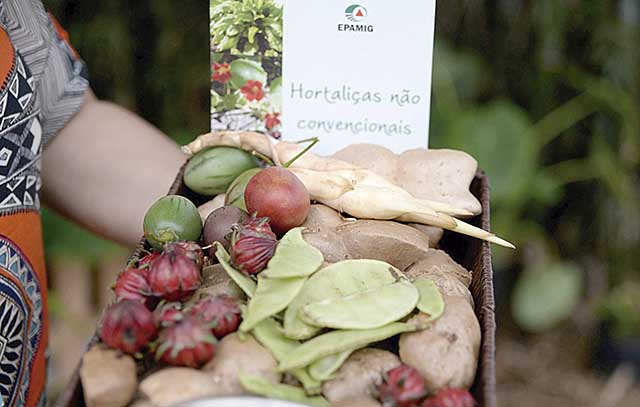 Cultivo consorciado de hortaliças é alternativa
