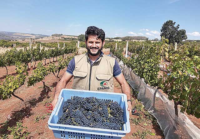 Francisco Câmara destaca qualidade das uvas da Epamig deste ano, cuja colheita atingiu 3.700 quilos | Crédito: Epamig / Divulgação