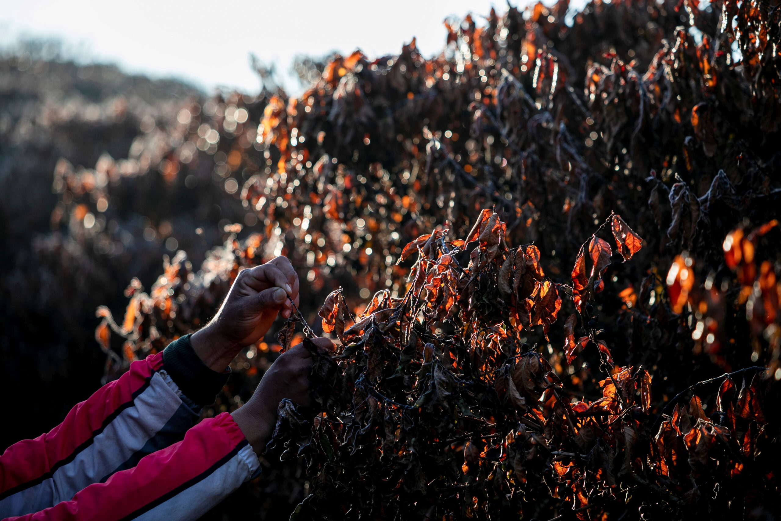 Indústria de café do Brasil vive cenário de alta de custos e reduz arábica no ‘blend’