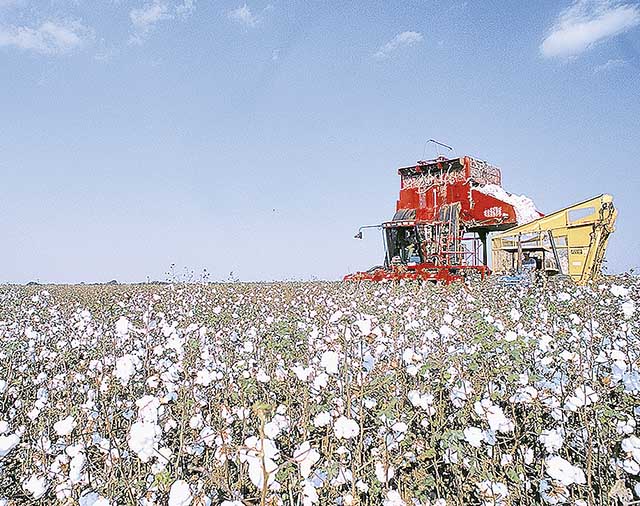 O cultivo de algodão no Norte de Minas ganha apoio | Crédito: Divulgação