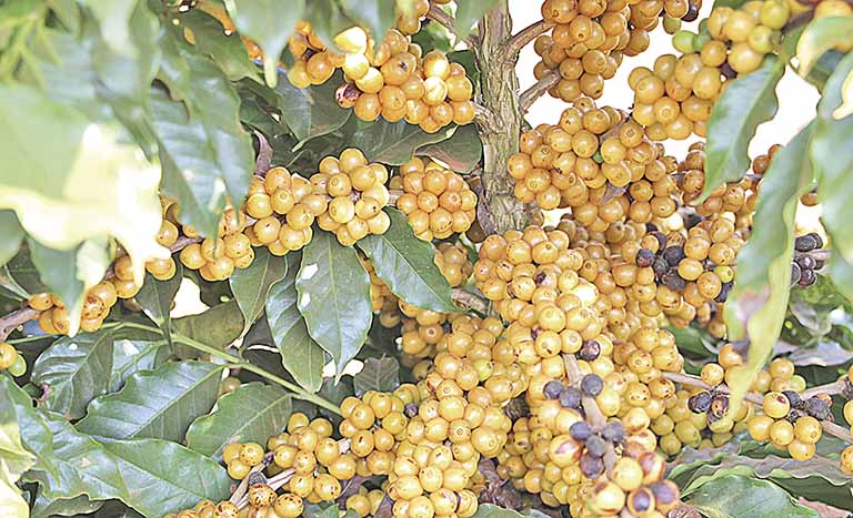 Projeto no Cerrado Mineiro tem resultados positivos na cafeicultura