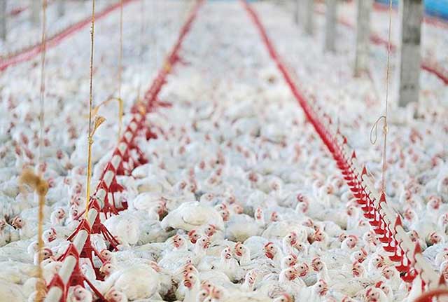 Produção de frangos deve somar 14,1 milhões de toneladas e a de suínos 4,7 milhões de toneladas | Crédito: Reuters/Rodolfo Buhrer