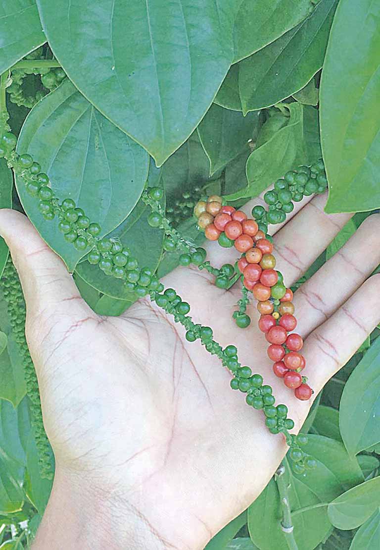 Cultura da pimenta-do-reino ganha espaço em Minas