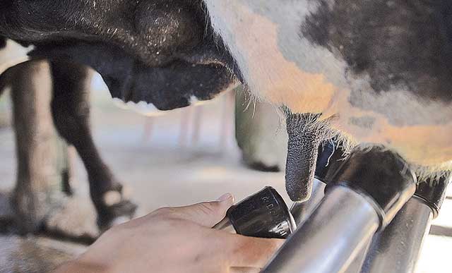 Custo da produção de leite acumula alta de 39,37% em 1 ano