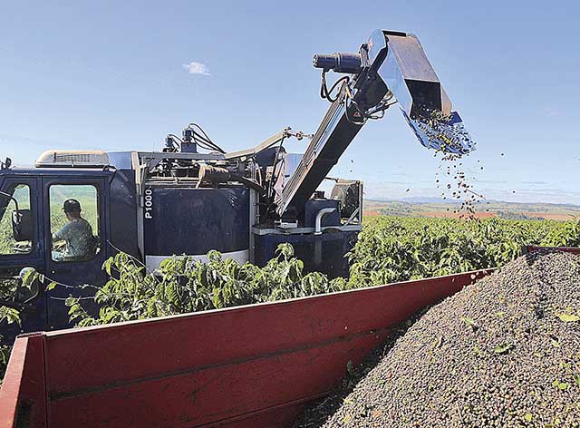 Safra de café sofre queda de 38,1% em Minas Gerais