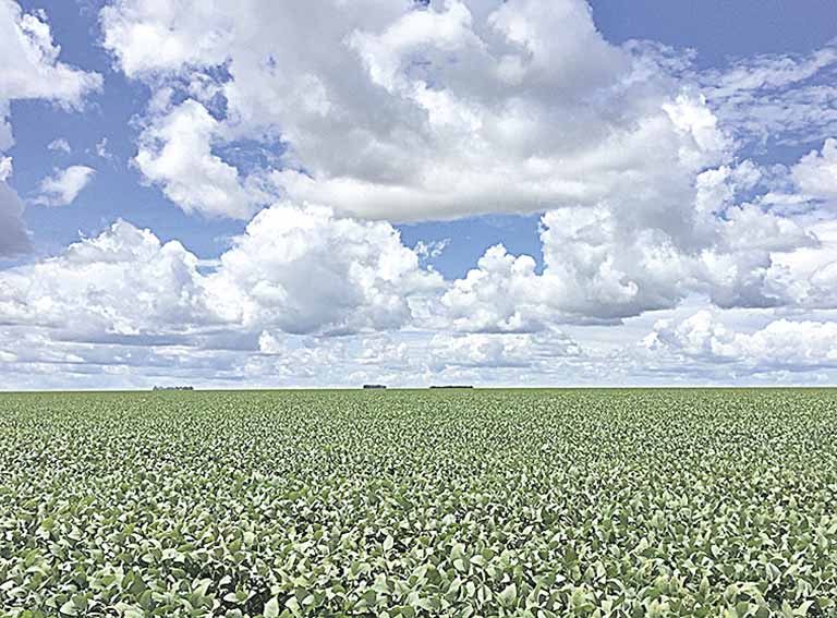 Safra de soja do País deverá cresce 5,77%