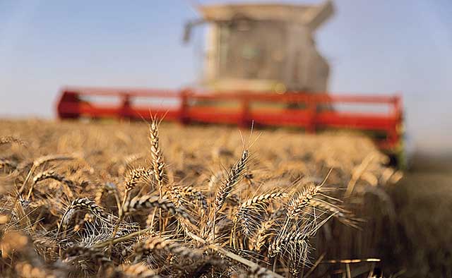 Abitrigo estima que as importações do cereal podem ficar em aproximadamente 5 milhões de toneladas | Crédito: REUTERS/Pascal Rossignol