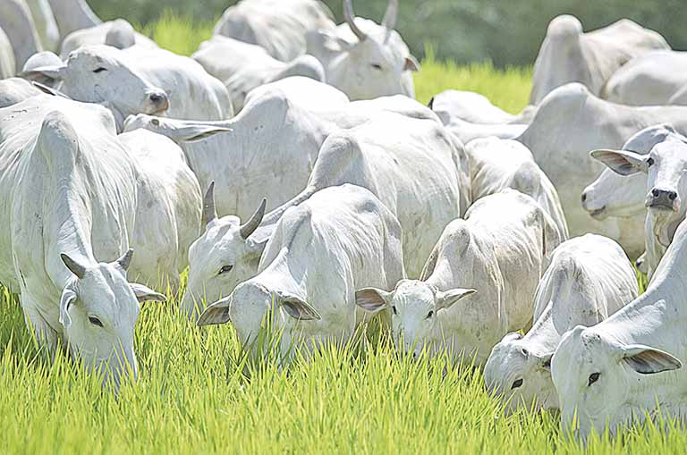 Cotação do boi gordo fica estável com “vaca louca”