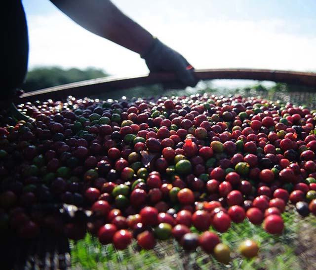 Em MG, o café foi a cultura que mais recebeu recursos para custeio em setembro | Crédito: Marcelo Camargo/ABr  