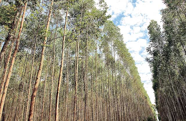 Minas lidera extração vegetal e silvicultura