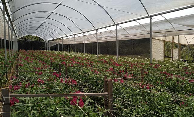 Floricultura ganha fôlego com volta de eventos presenciais