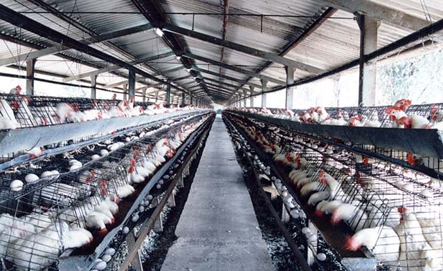 Exportação de ovos não compensa o aumento nos custos da avicultura