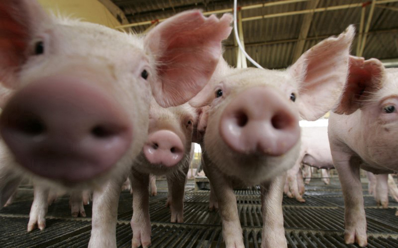 Custos de produção de suínos avançam no País