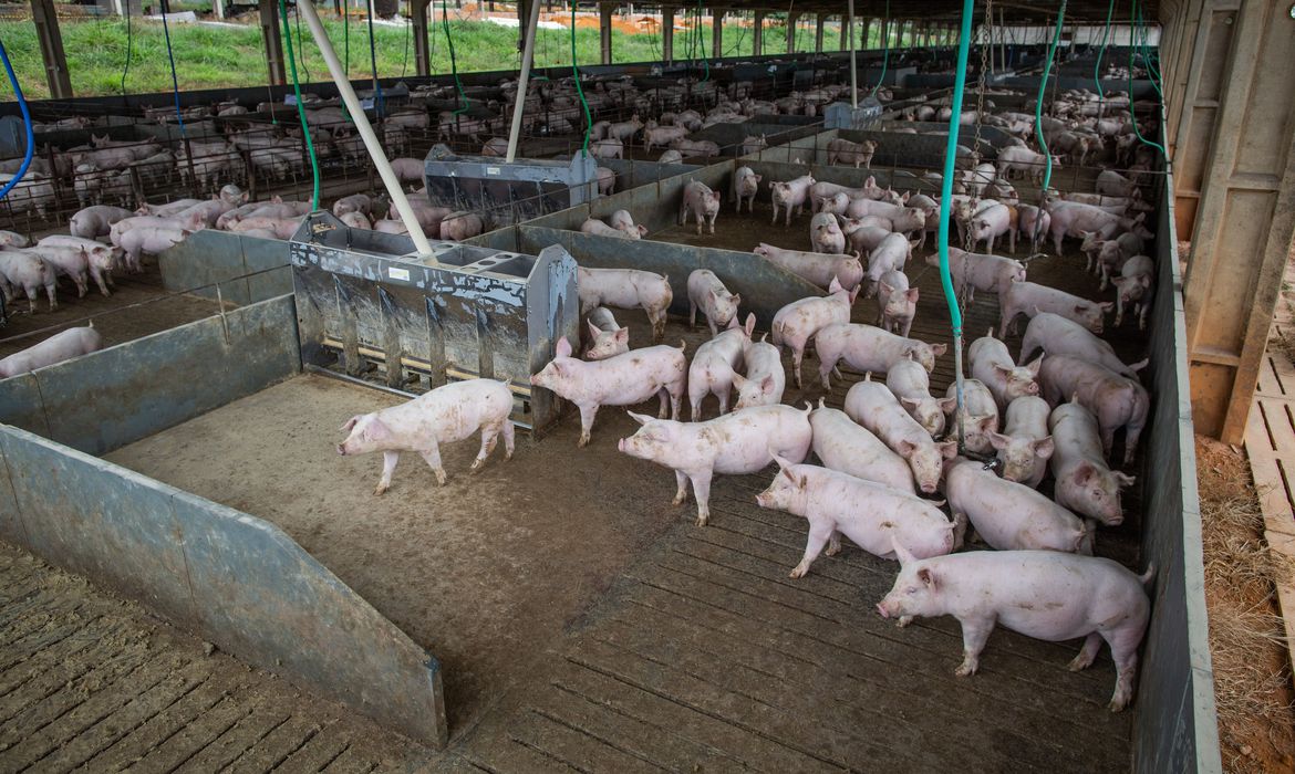 Também de julho a setembro deste ano, o abate de suínos alcançou 13,70 milhões de cabeças. Crédito: CNA/Wenderson Araujo/Trilux