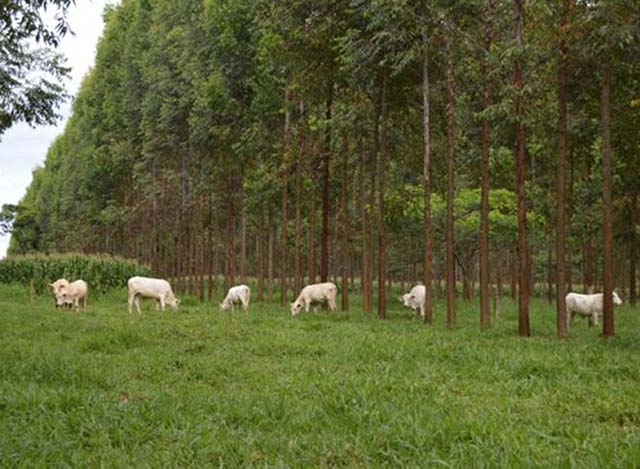 Recuperação de pastagens no Brasil pode ser considerada uma das grandes iniciativas ambientais no mundo | Crédito: Embrapa/Divulgação