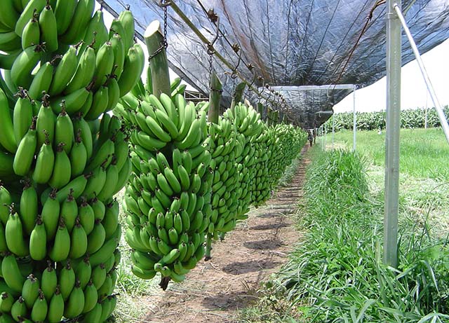 Minas Gerais tem uma produção superior a 800 mil toneladas de banana por ano | Crédito: Divulgação