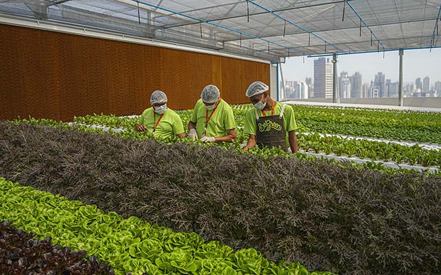 Iniciativa da BeGreen é citada na COP27
